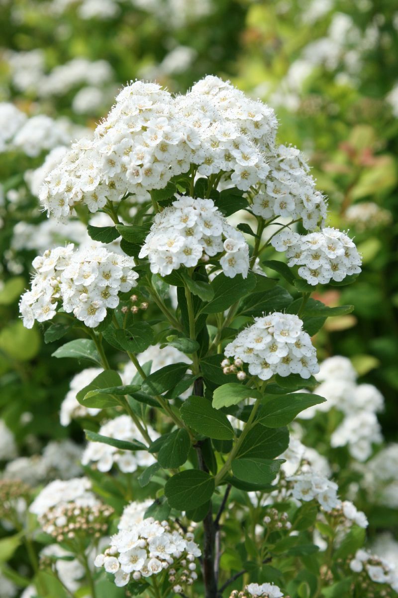 Birkenblättrige Spiere Tor Birkenblättrige Spiere Tor