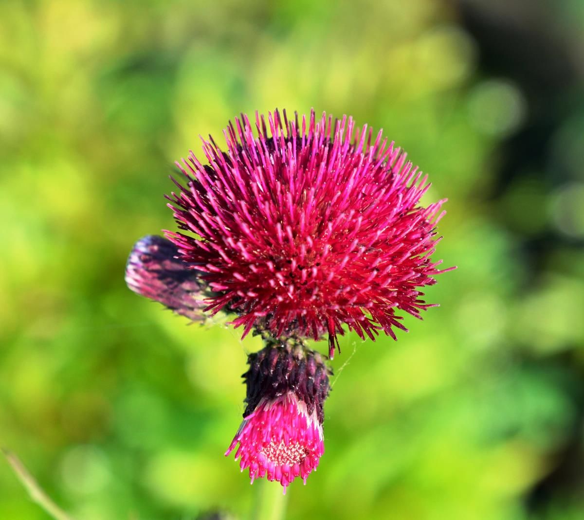 Purpurkratzdistel