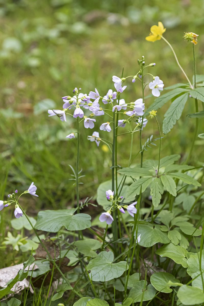 Wiesenschaumkraut, Pfingstblume, Kälberkes Wiesenschaumkraut, Pfingstblume, Kälberkes
