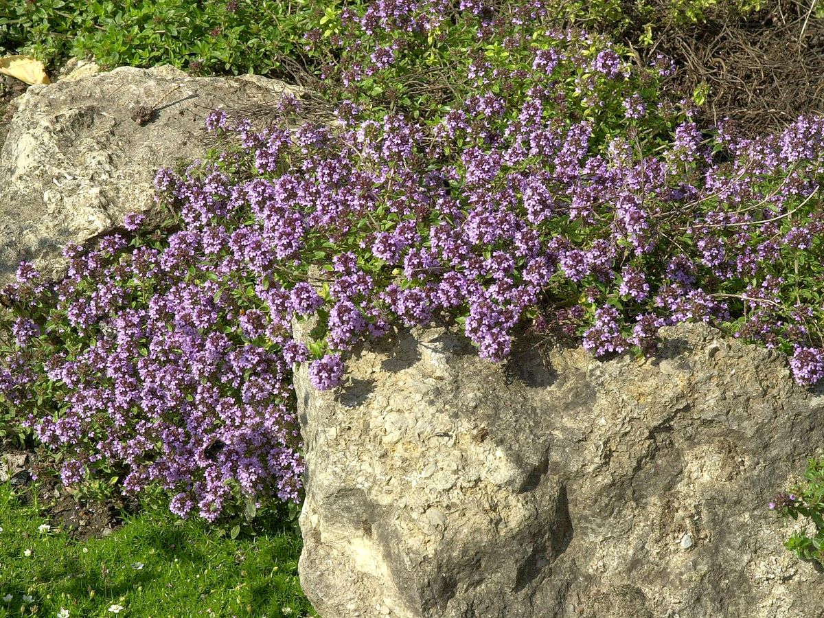 Feldthymian