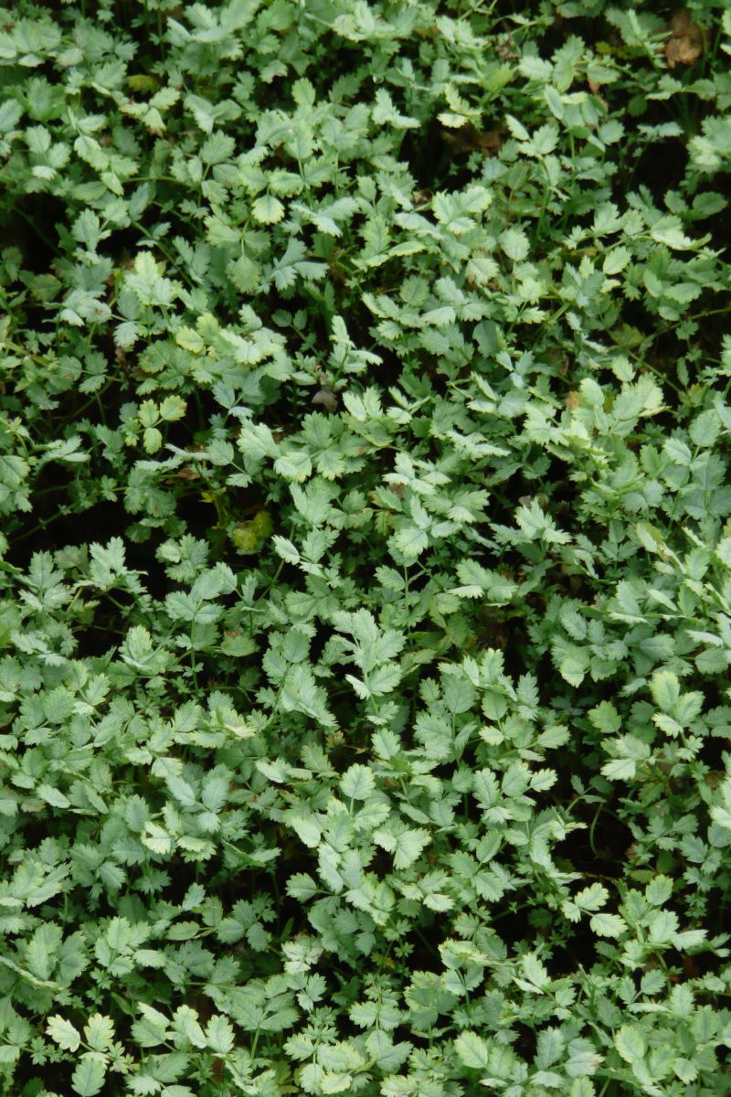 Blaugrünes Stachelnüsschen Blaugrünes Stachelnüsschen