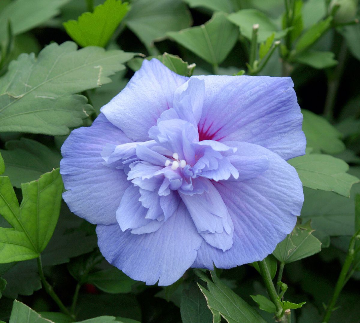 Hibiskus Blue Chiffon®