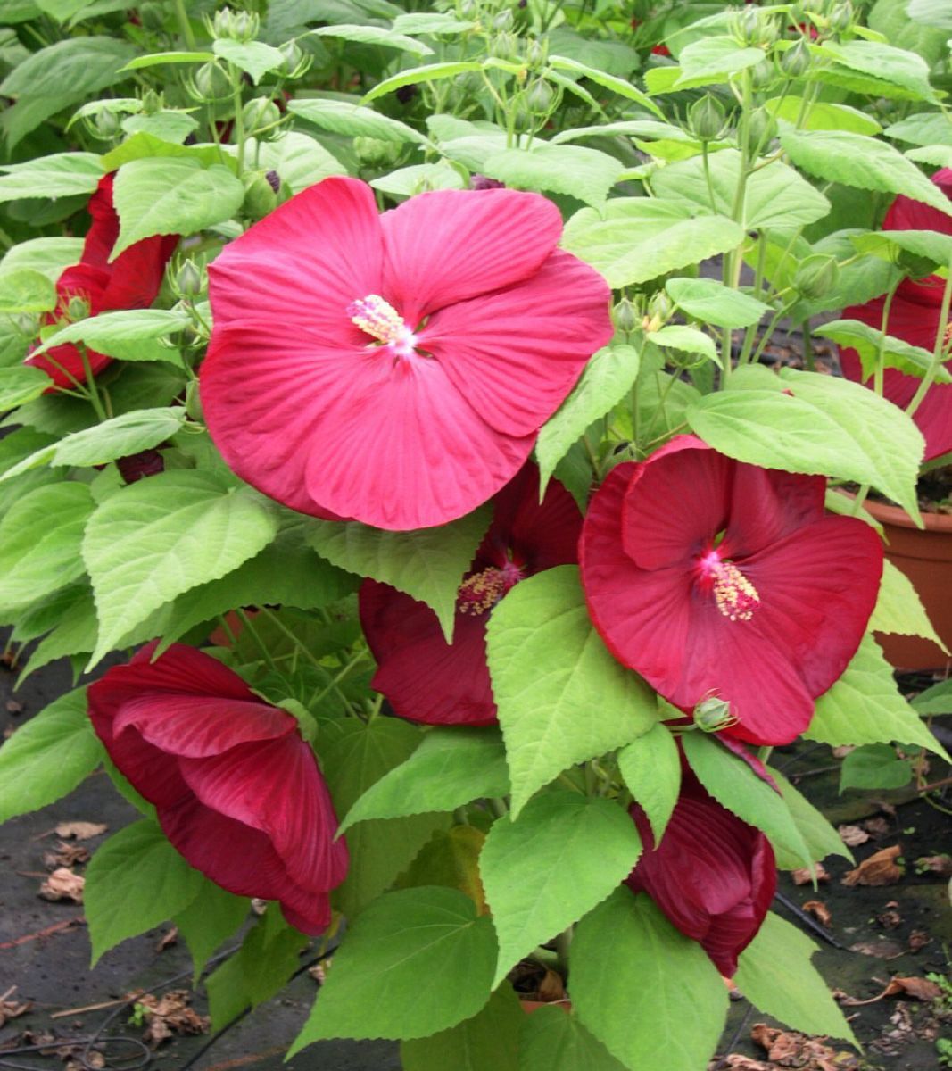 Sumpfroseneibisch Sumpfroseneibisch