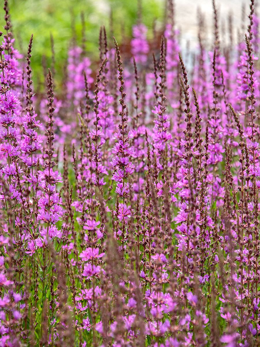 Rutenweiderich Dropmore Purple