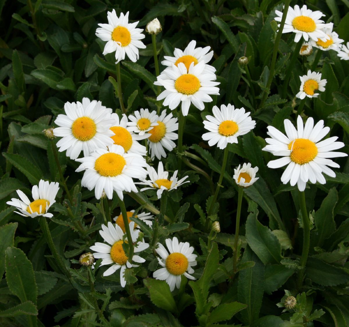 Sommermargerite Silberprinzesschen