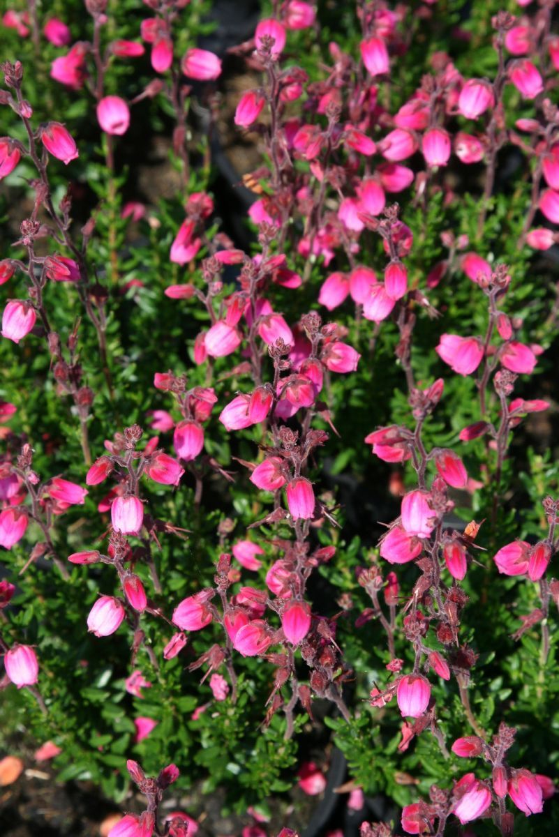 Irische Heide Arielle