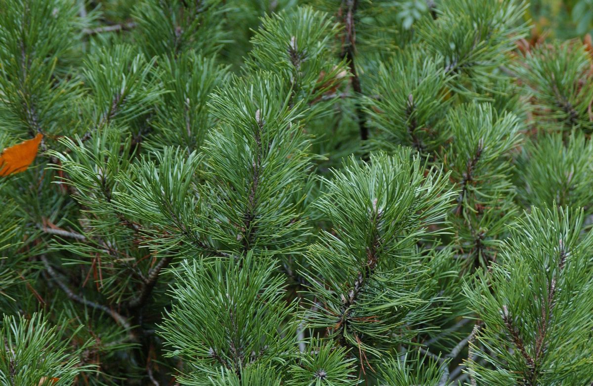 Bergföhre Bergföhre