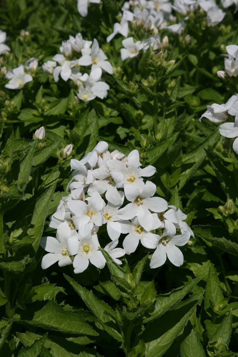 Riesendoldenglockenblume Alba Riesendoldenglockenblume Alba