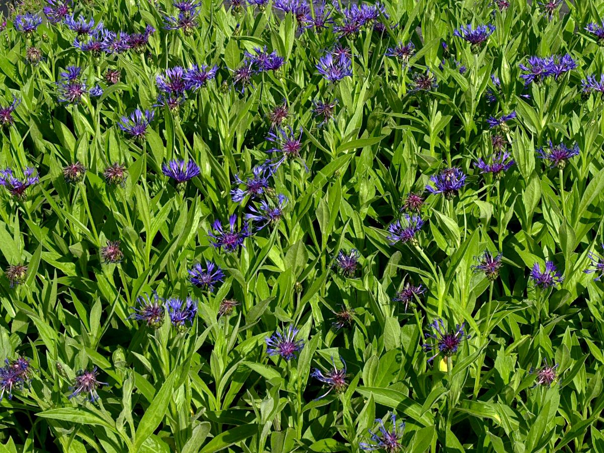 Bergflockenblume