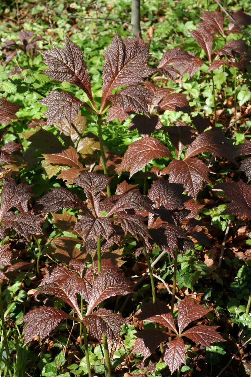 Schaublatt