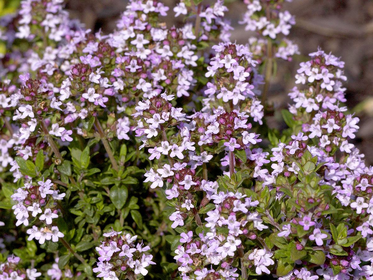 Polsterthymian Pseudolanuginosus