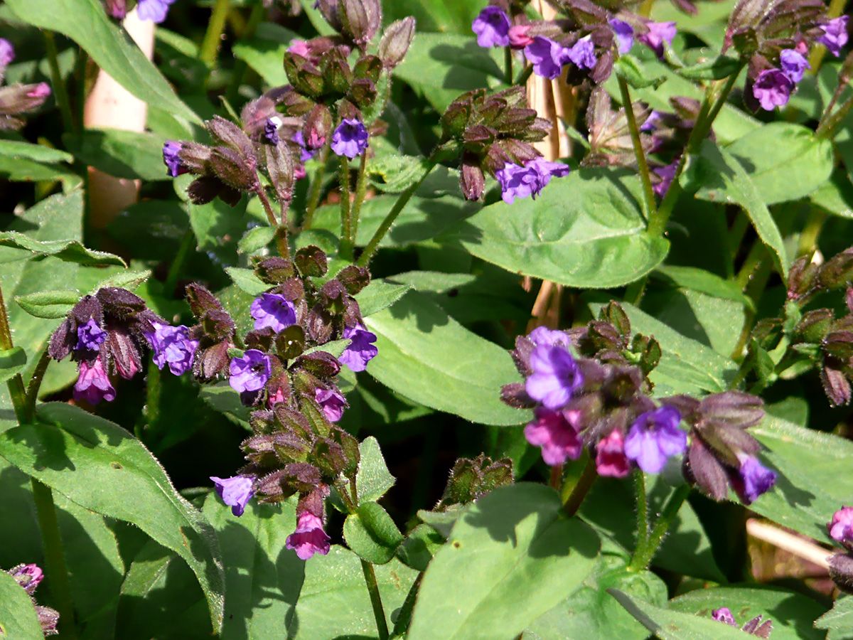 Lungenkraut Azurea