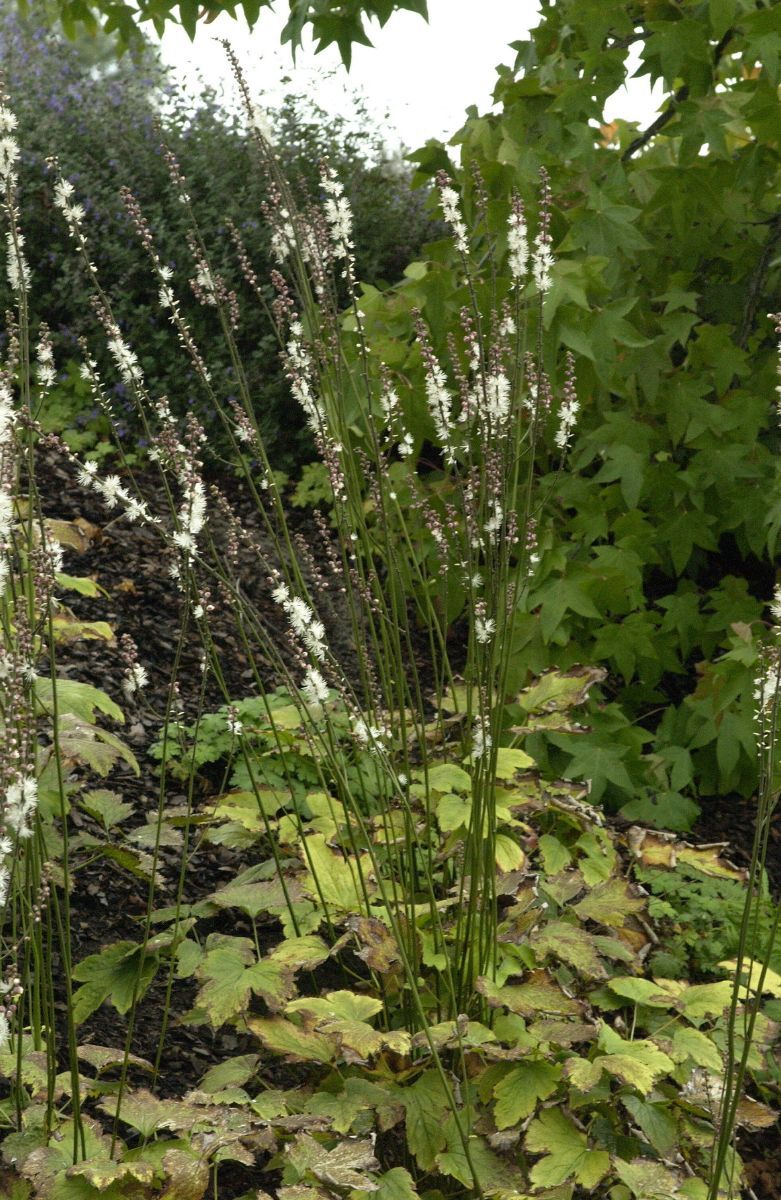Silberkerze Compacta