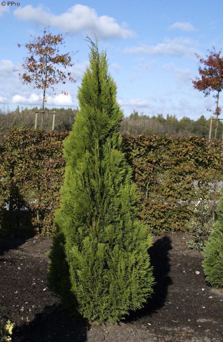Scheinzypresse Erecta Viridis Scheinzypresse Erecta Viridis