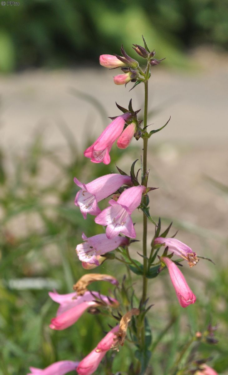 Bartfaden Evelyn
