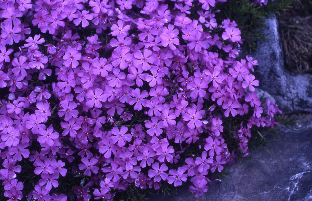 Teppichphlox Daisy Hill