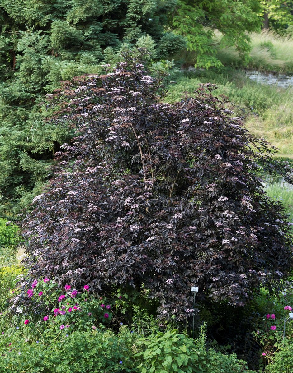 Rotblättriger Holunder Black Beauty