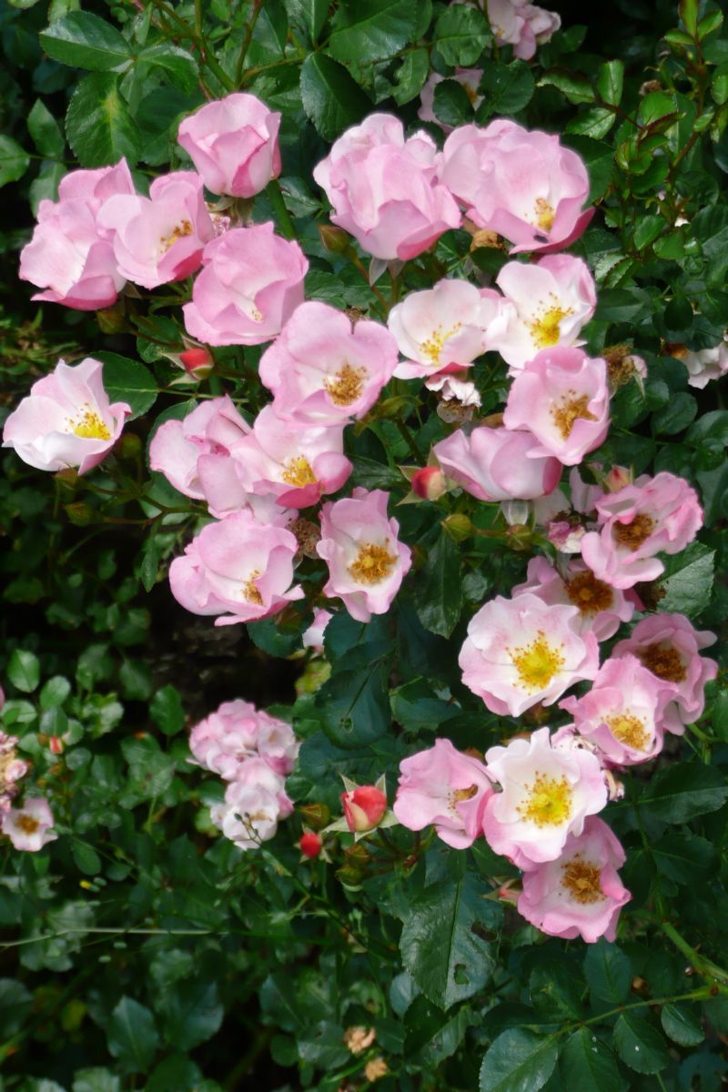 Bingo Meidiland® ADR 1994 Boden- und flächendeckende Rose (anspruchslos) Bingo Meidiland® ADR 1994 Boden- und flächendeckende Rose (anspruchslos)