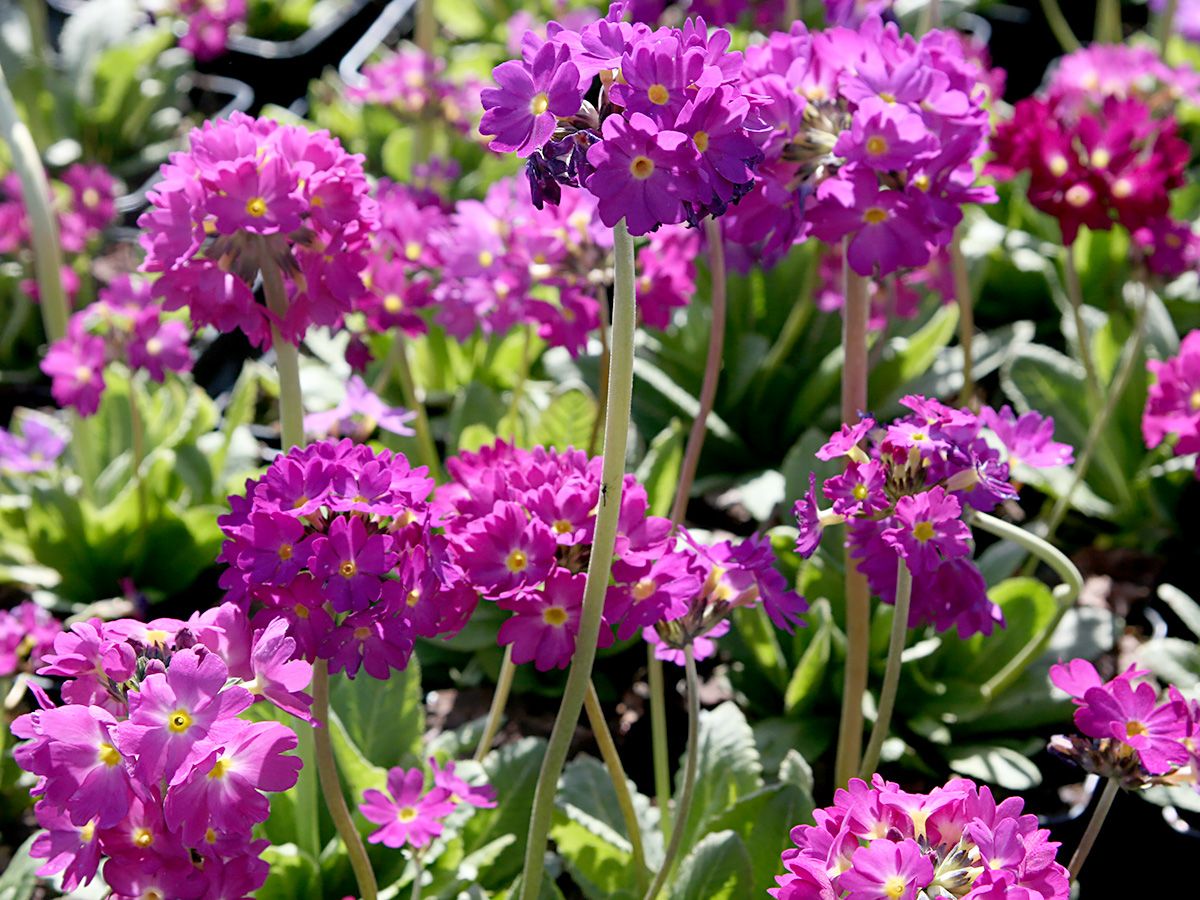 Kugelprimel Rubin