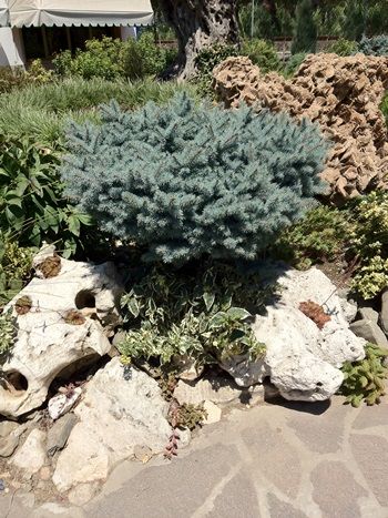 Fichte, Zwergige Blautanne Glauca Globosa Fichte, Zwergige Blautanne Glauca Globosa
