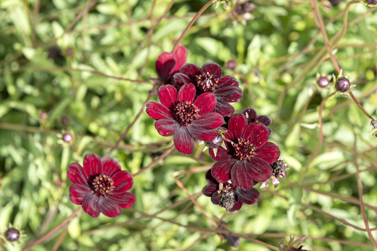 Schokoladenblume