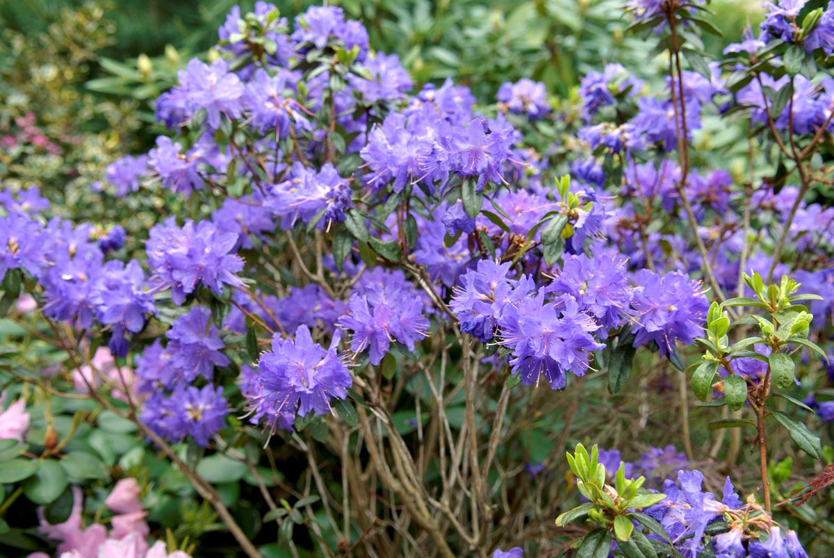 Rhododendron Azurwolke Rhododendron Azurwolke