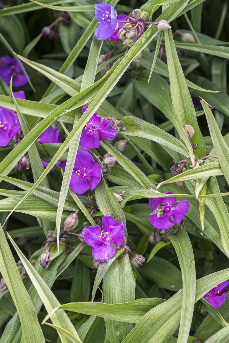 Dreimasterblume Karminglut