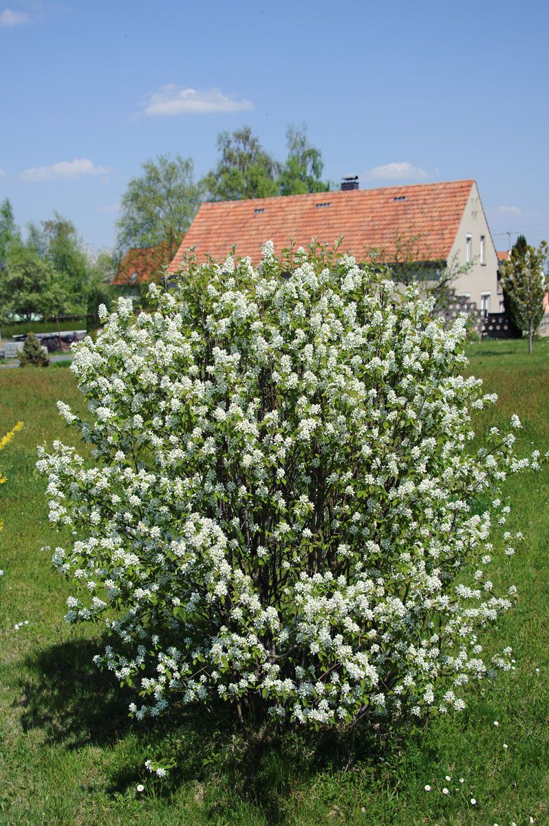 Gemeine Felsenbirne Gemeine Felsenbirne