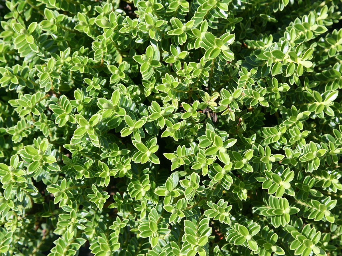 Strauchveronika Strauchveronika