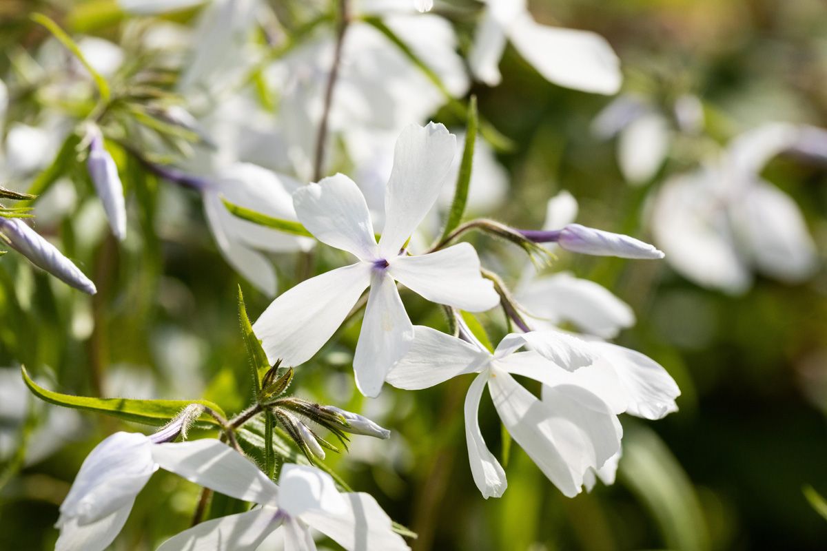 Wald-Phlox White Perfume