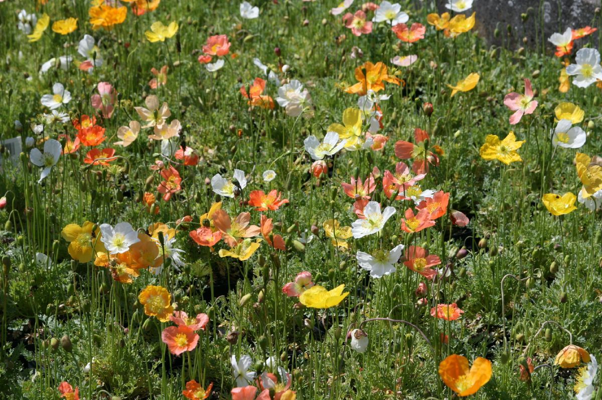 Alpenmohn