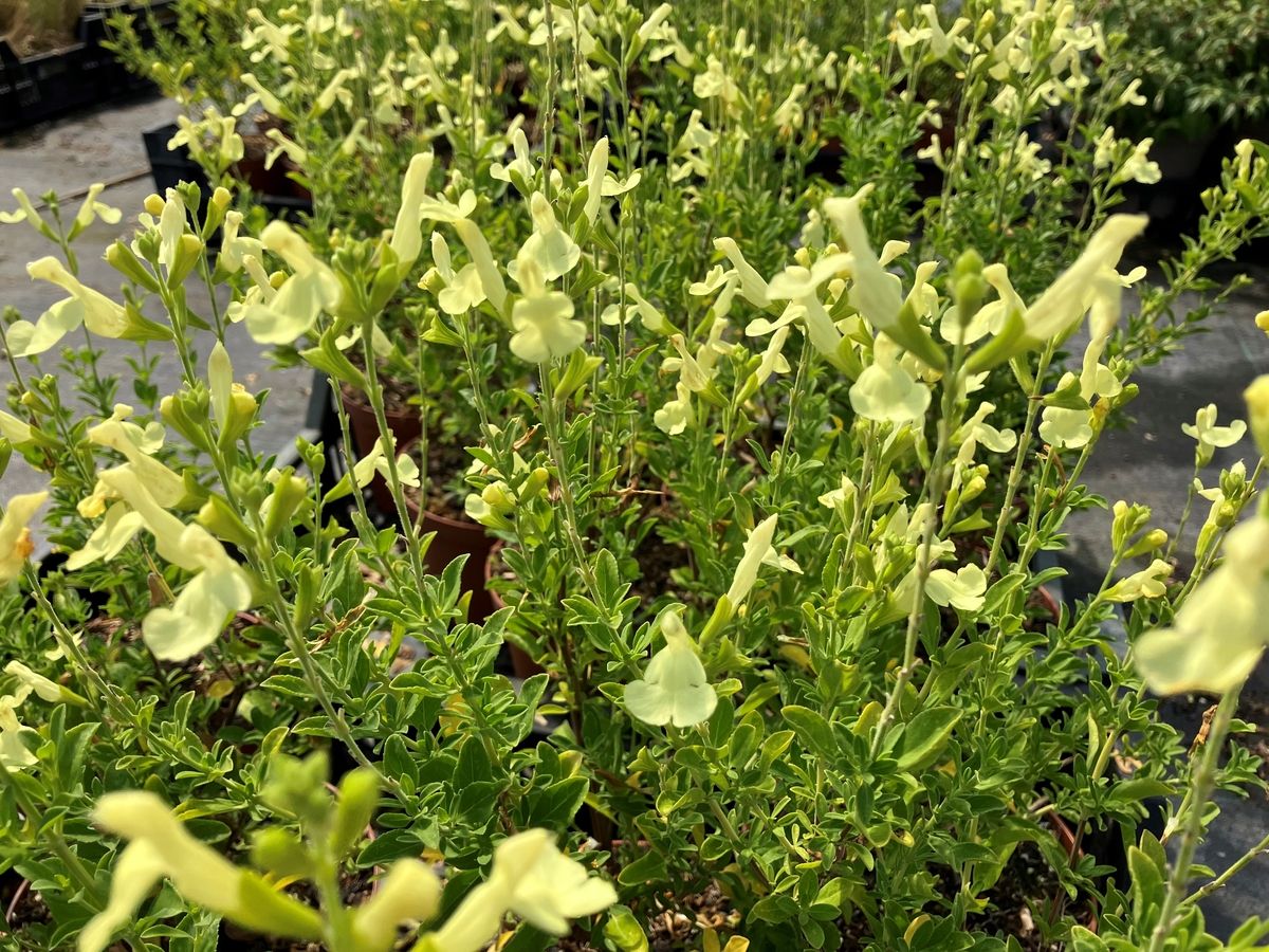 Strauchsalbei Lemon Light
