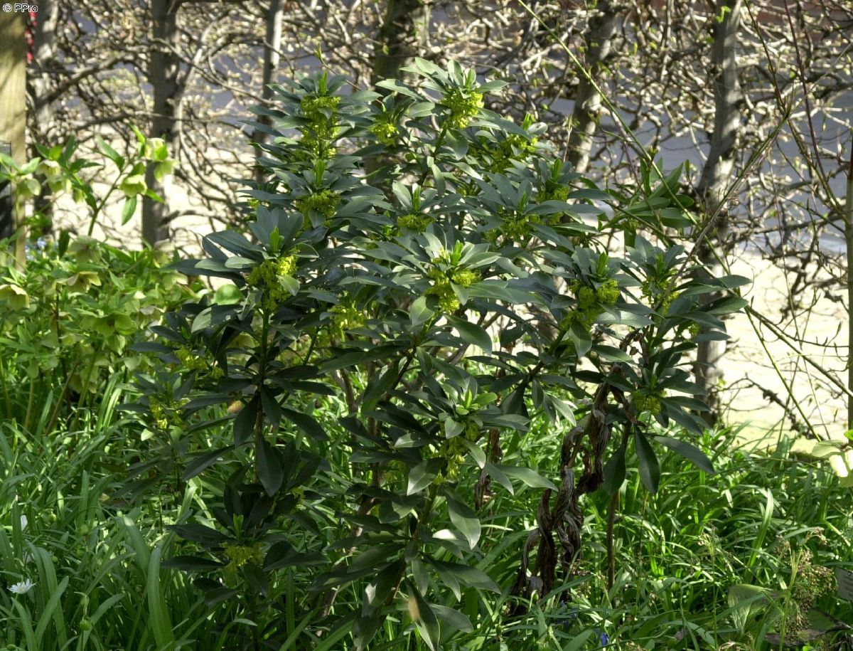 Lorbeerseidelbast