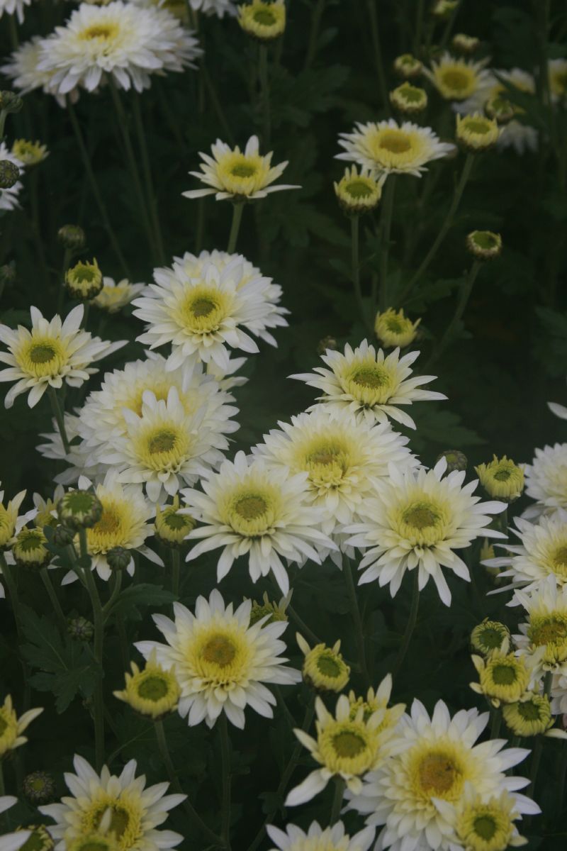Winteraster Beppie Weiss Winteraster Beppie Weiss