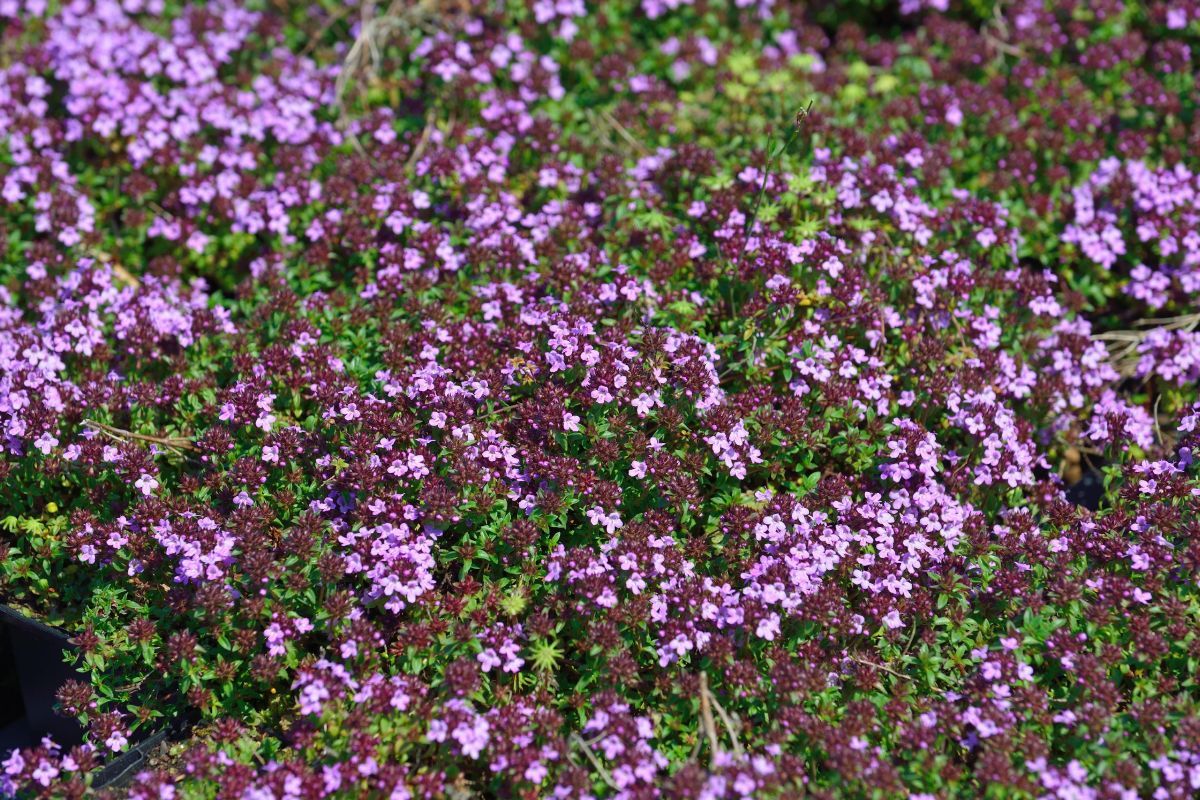 Kümmel Thymian