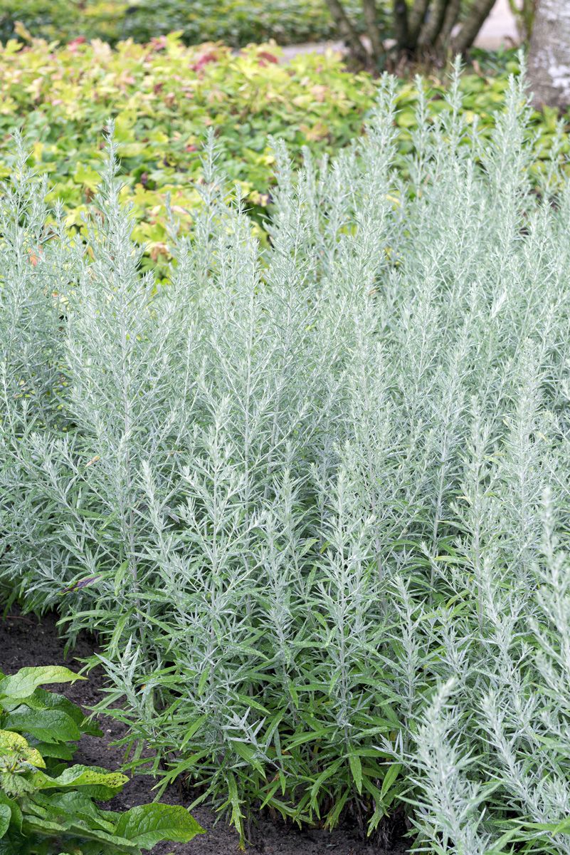 Beifuss Silver Queen