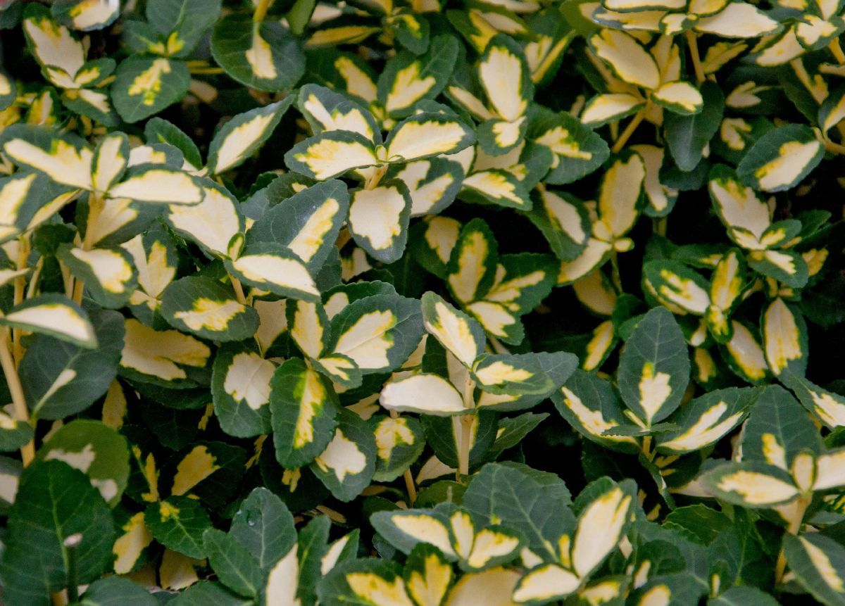 Kriechspindelstrauch Blondy