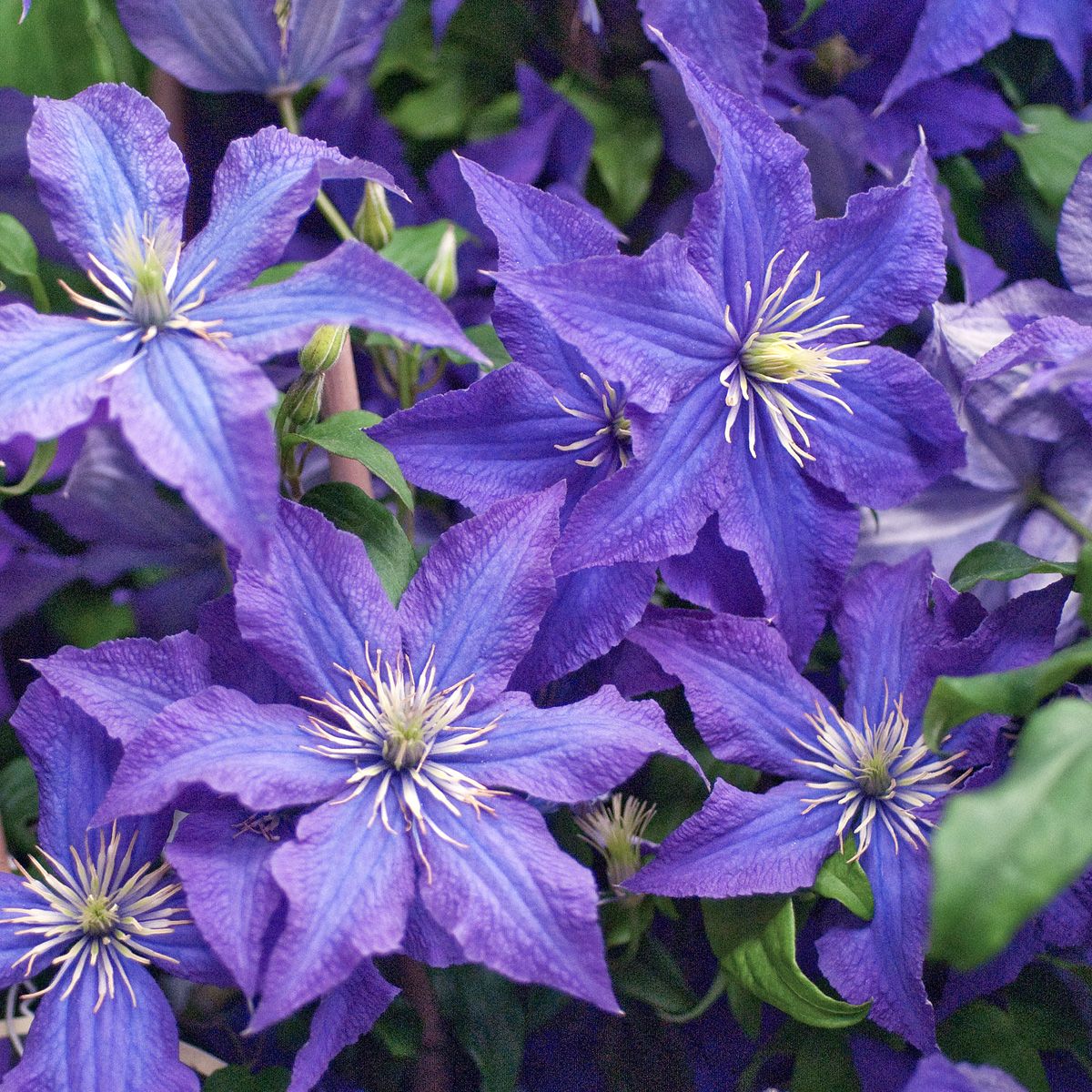 Waldrebe Rhapsody
