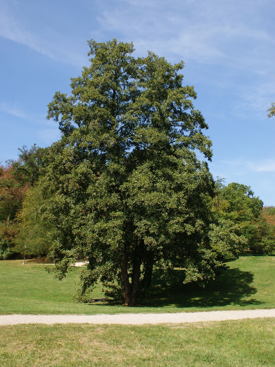 Schwarzerle