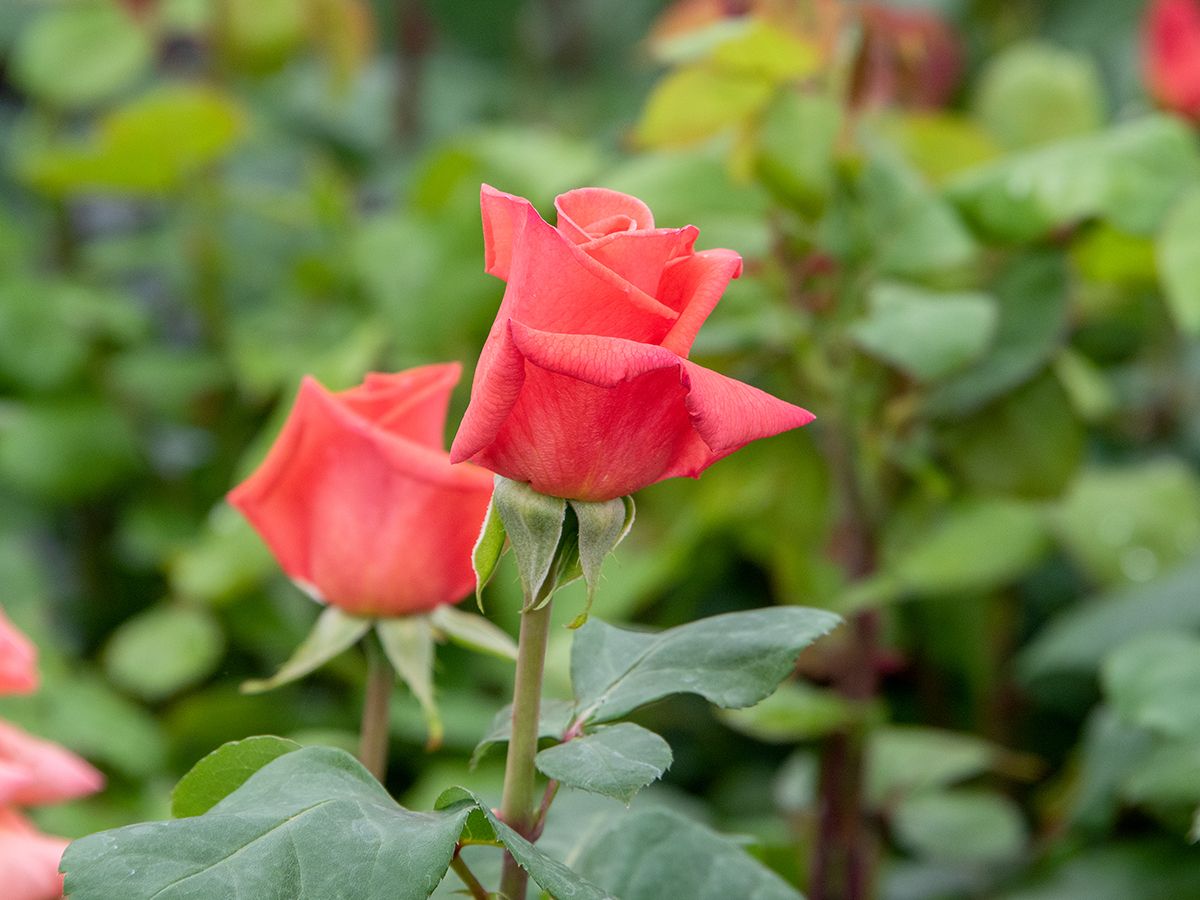 Christoph Colomb® Edelrose (Teehybride, anspruchslos)
