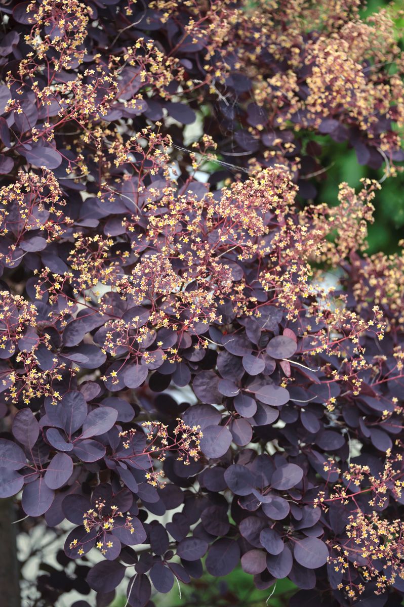 Rotblättriger Perückenstrauch Royal Purple