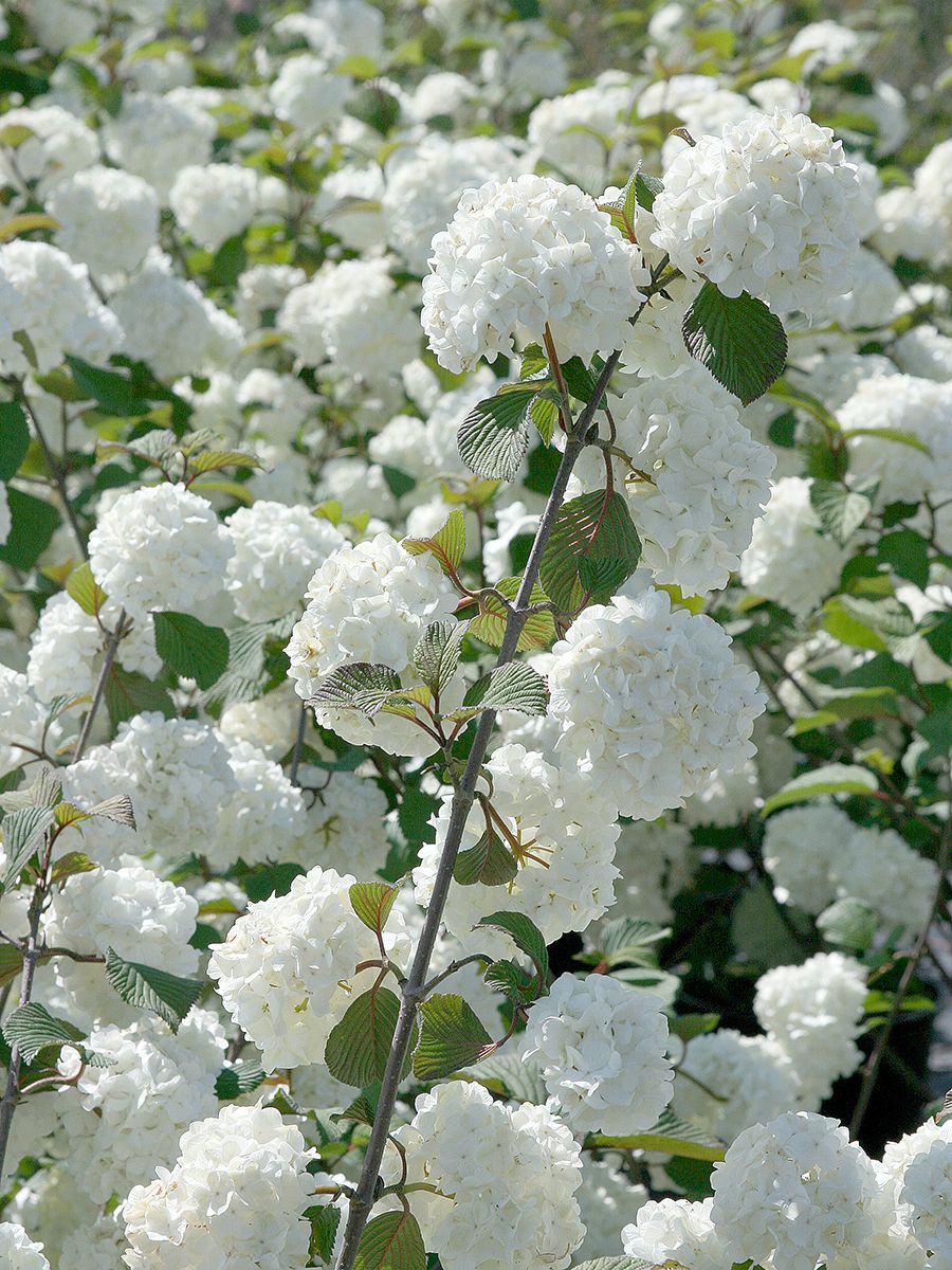 Japanischer Schneeball Grandiflorum