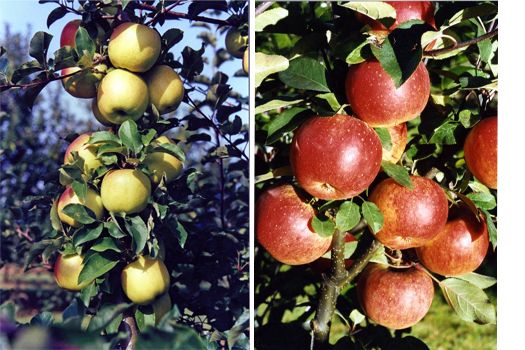 Otava® + Topaz® Apfel Paarbaum (anspruchslos, schorfresistent)