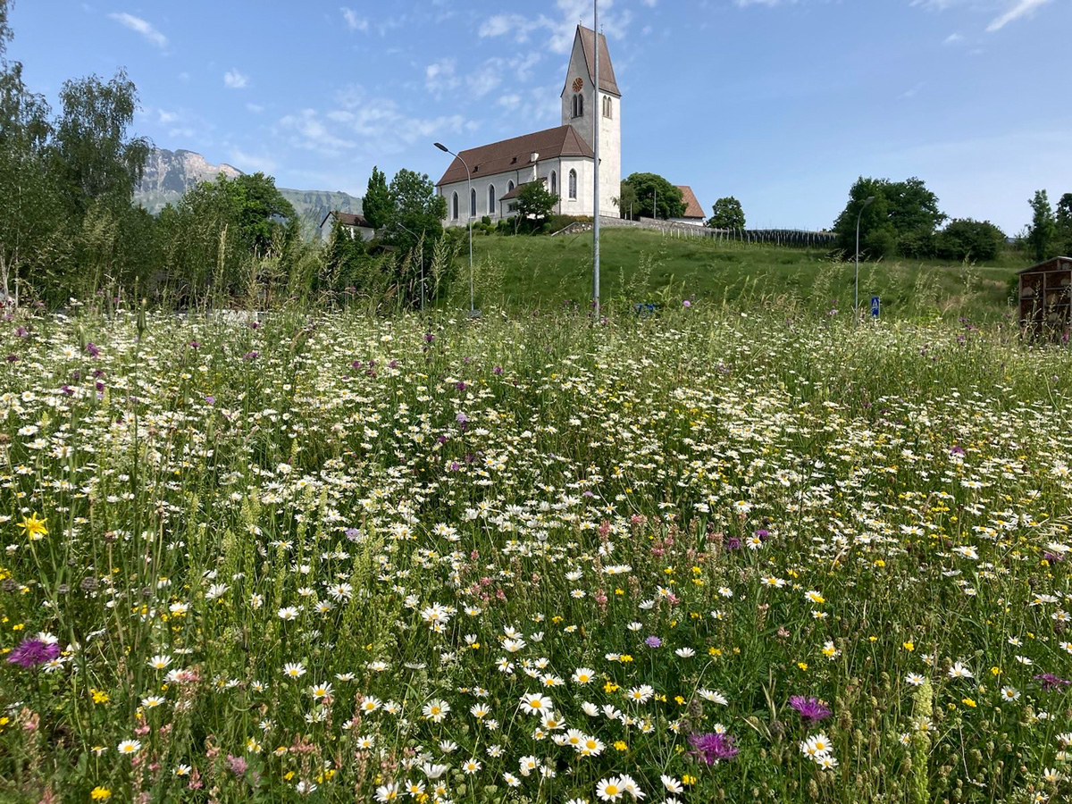 OHS CH Swissflora Myko Saatgut