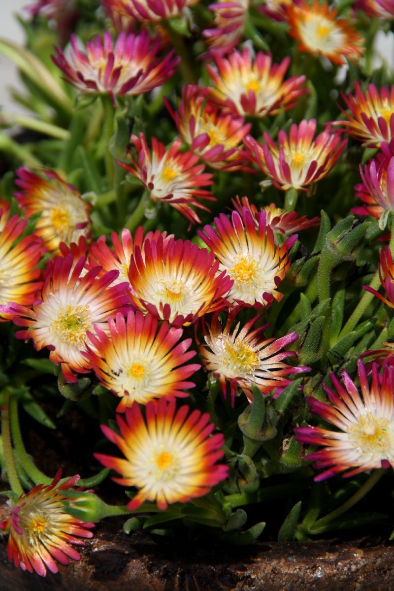 Mittagsblume Jewel of Desert Ruby