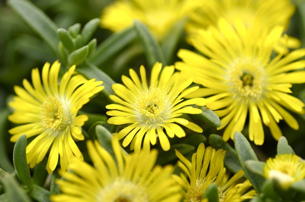Mittagsblume Golden Wonder