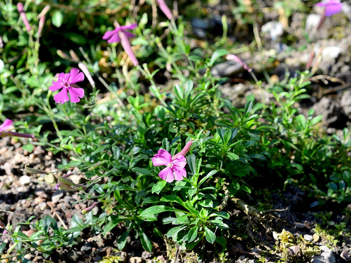 Herbstleimkraut