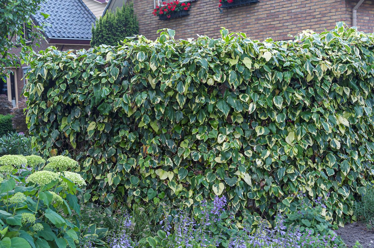 Schlinger immergrün (bunt)