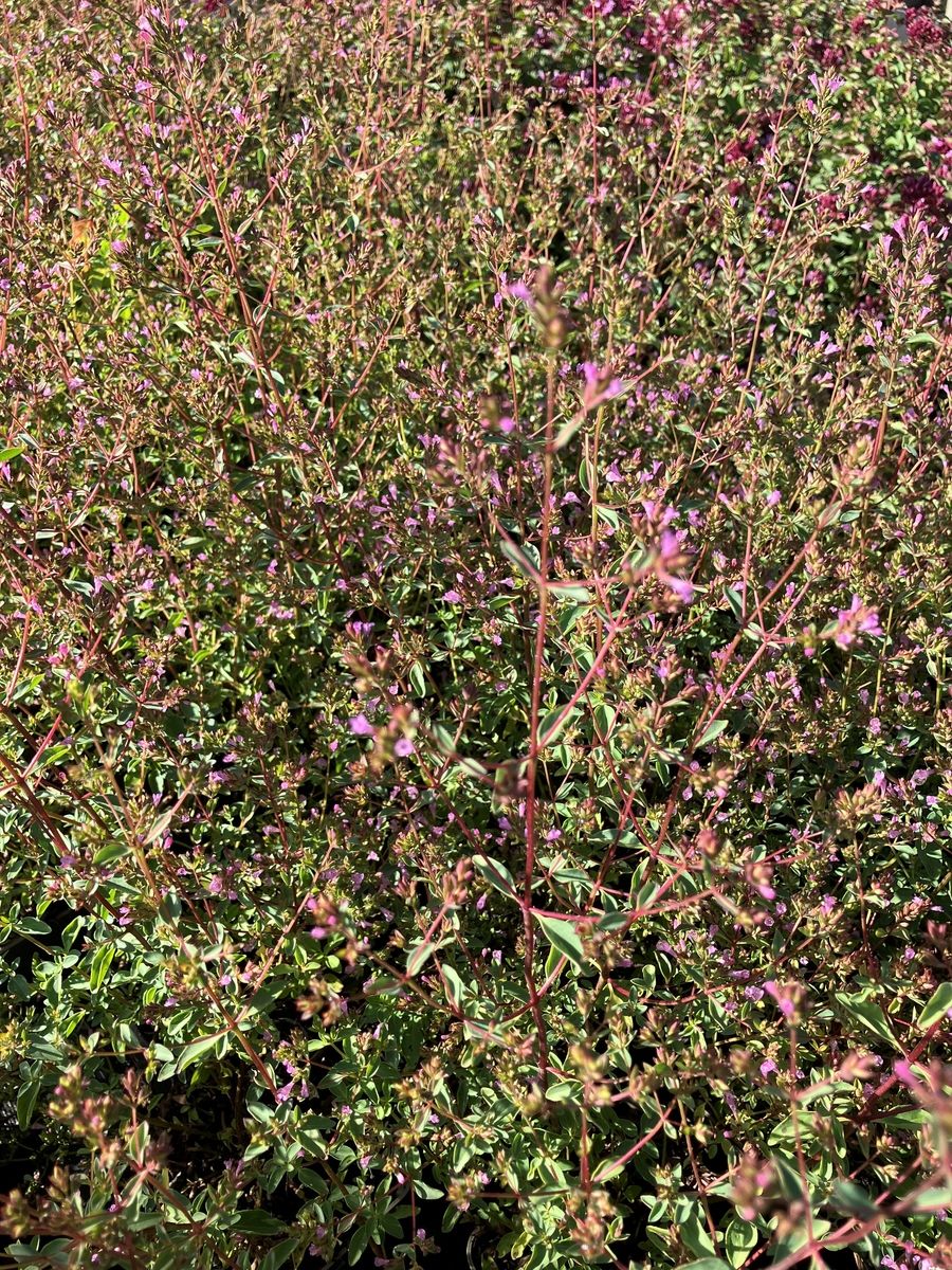 Majoran Aromatica
