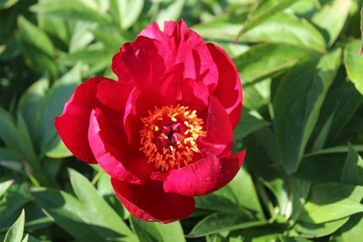 Pfingstrose Itoh-Hybride Scarlet Heaven Pfingstrose Itoh-Hybride Scarlet Heaven